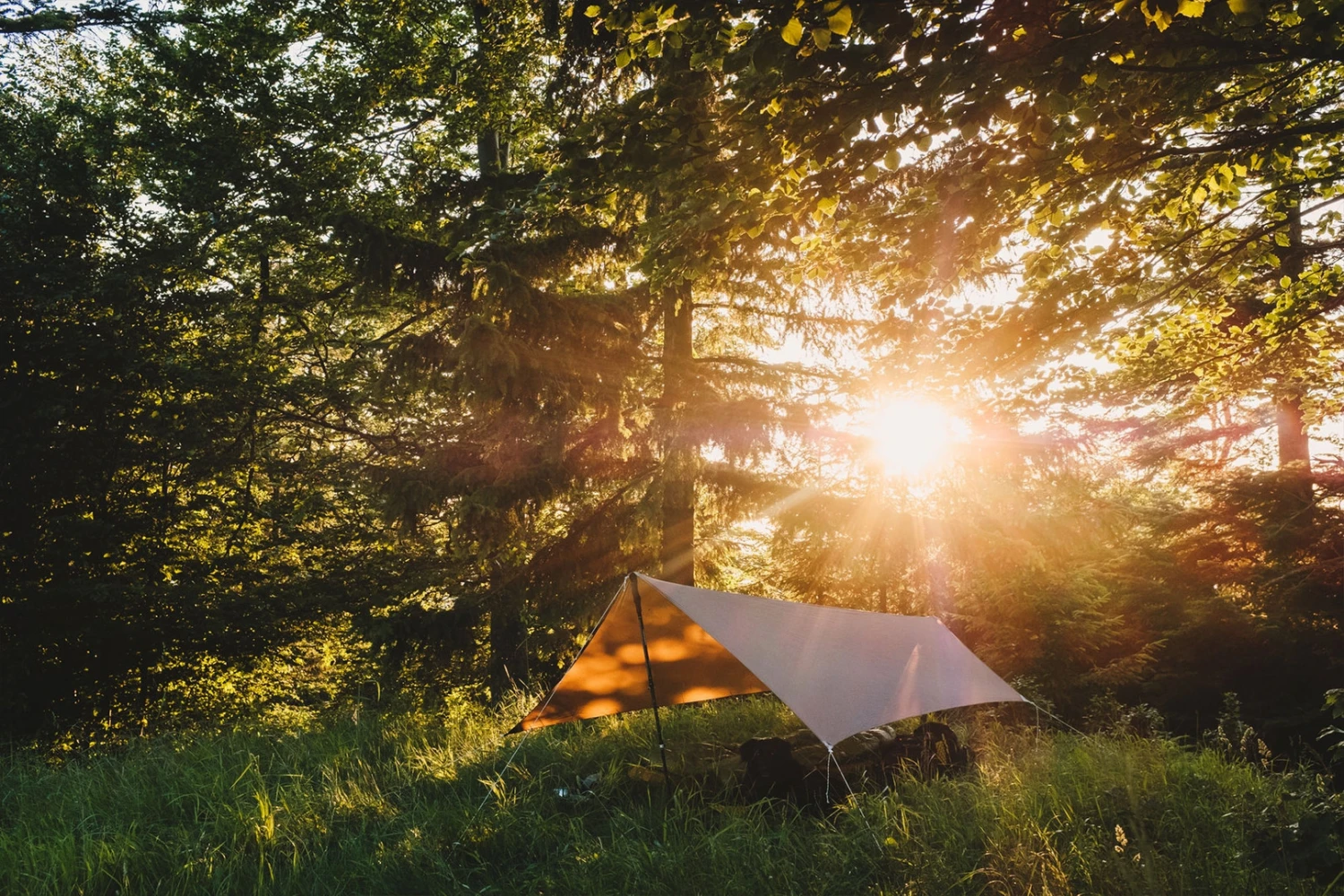 Lesovik Zmora 10 Lesovik Zmora â Image 8