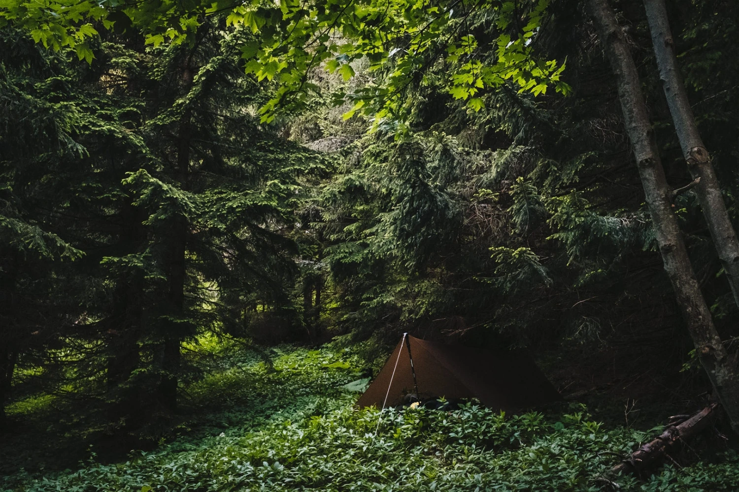 Lesovik Zmora 9 Lesovik Zmora â Image 7